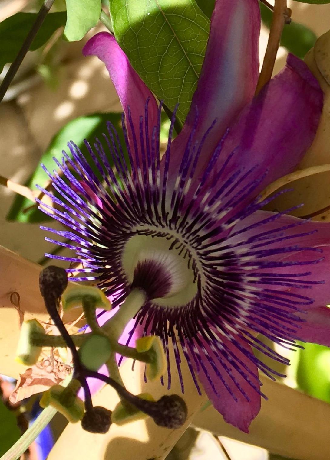 Botanica B&B Xagħra Εξωτερικό φωτογραφία