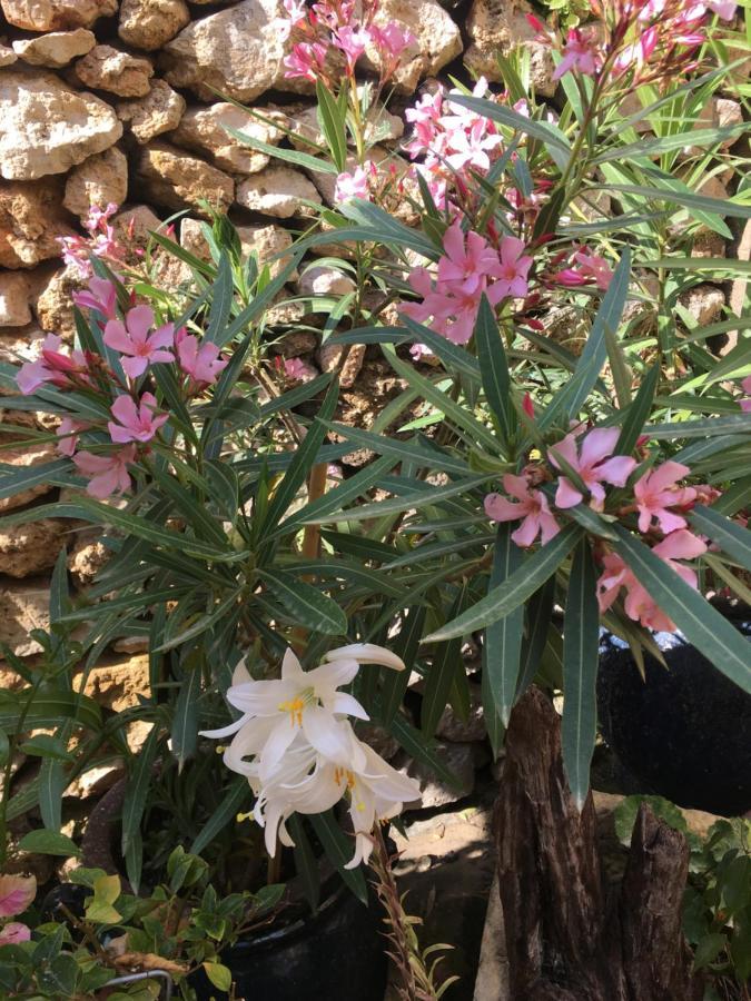 Botanica B&B Xagħra Εξωτερικό φωτογραφία